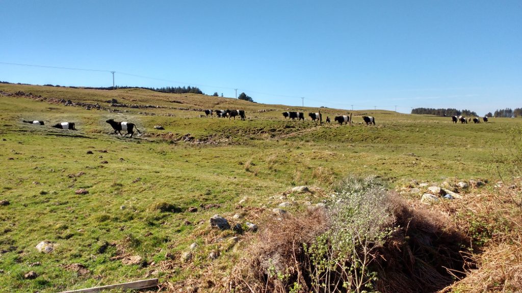 coos