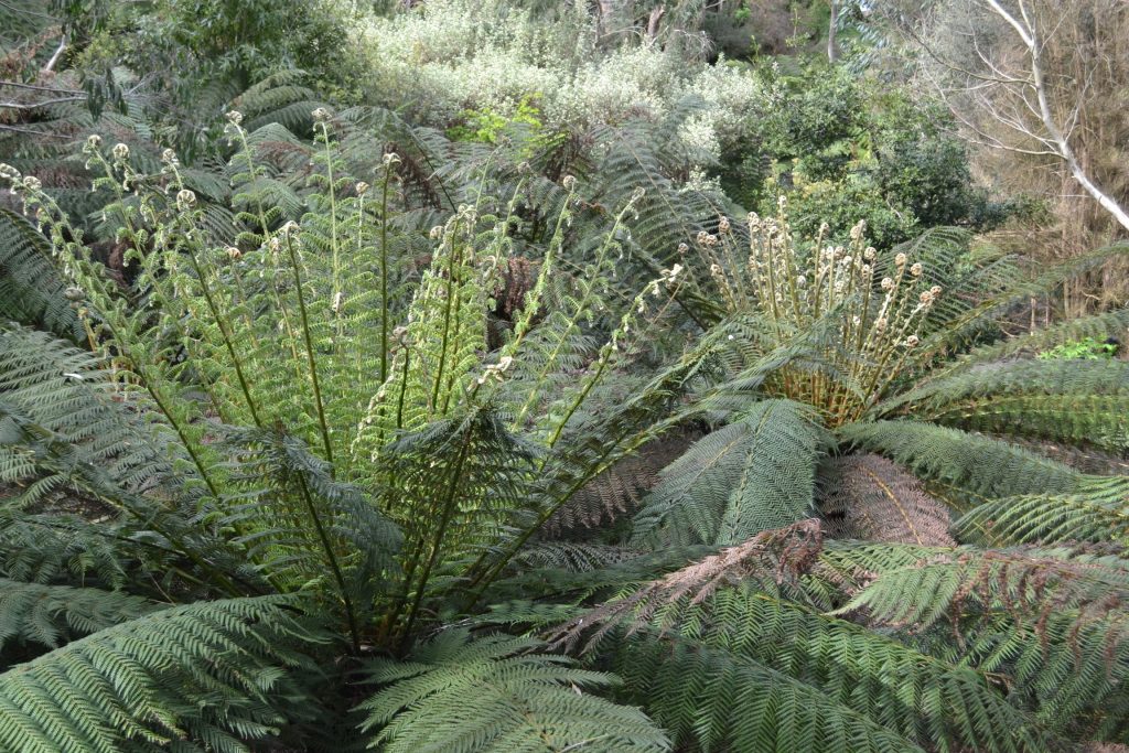 ferns