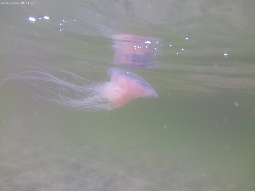 jellyfish