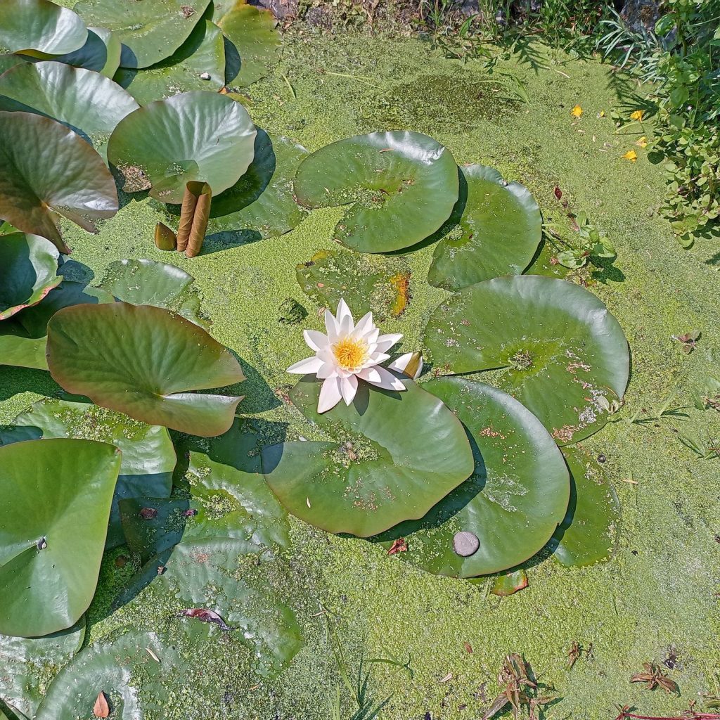 water lilies