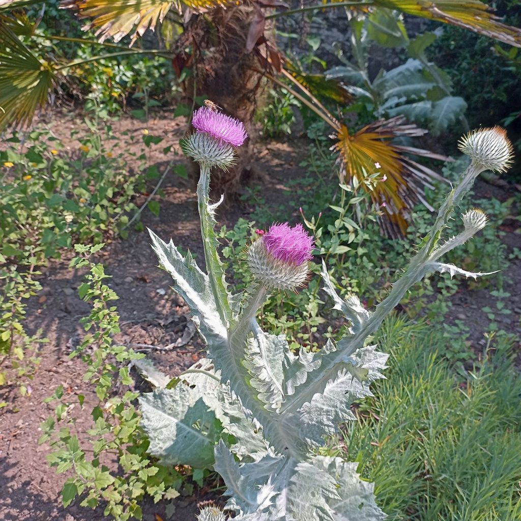 thistle
