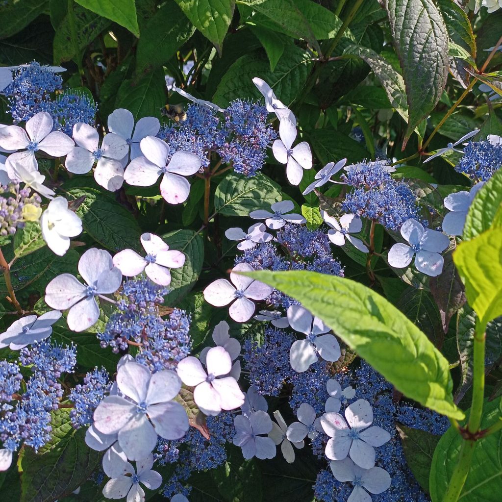 hydrangea