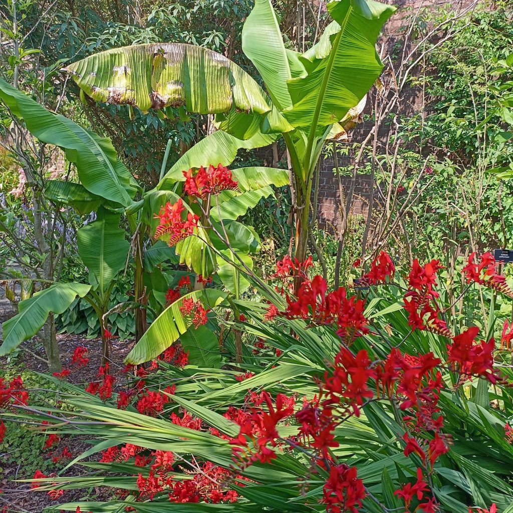 plants