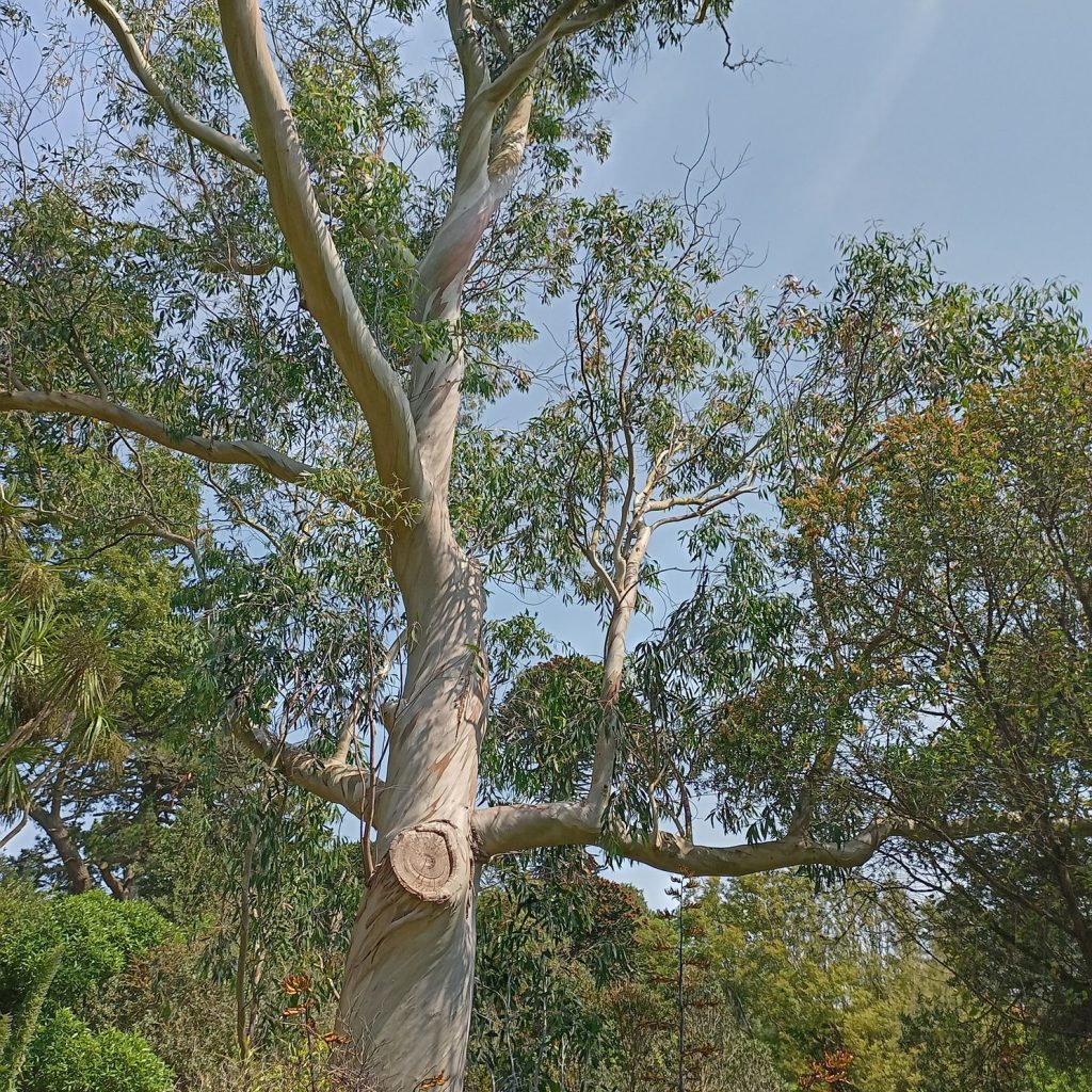 trees