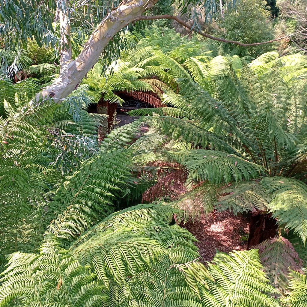 ferns