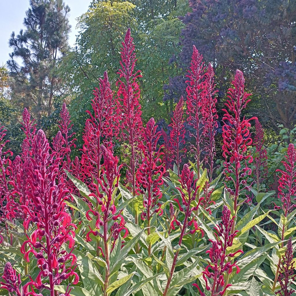 plant