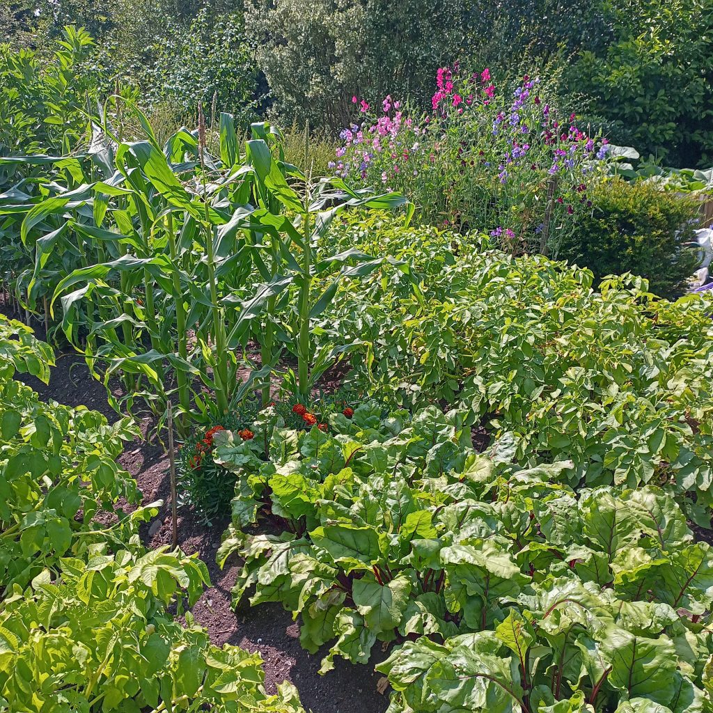 garden